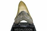 Fossil Megalodon Tooth - North Carolina #365005-2